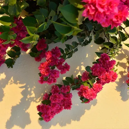 Makronisos Village 4* Agia Napa