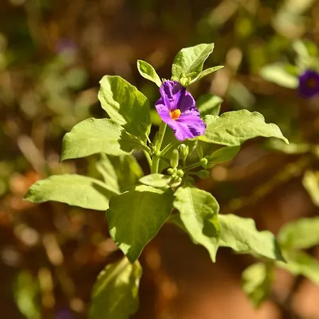 Makronisos Village 4* Agia Napa