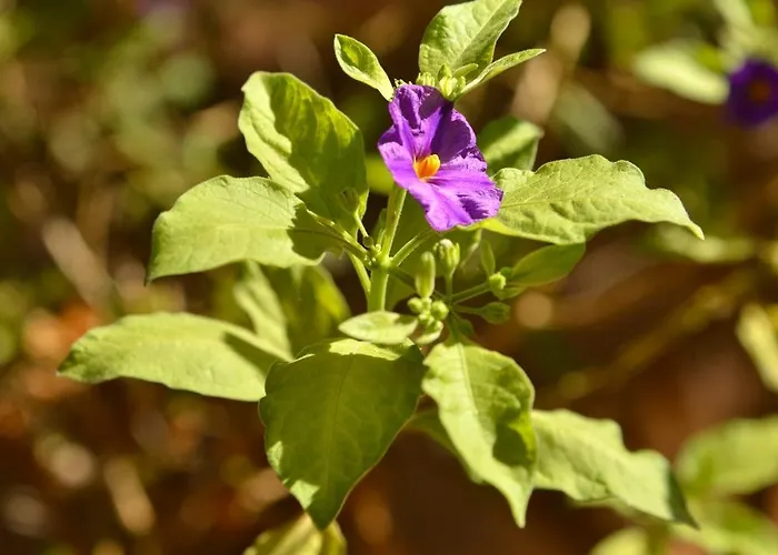 Makronisos Village 4* Ayia Napa