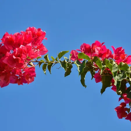 Makronisos Village 3* Agia Napa